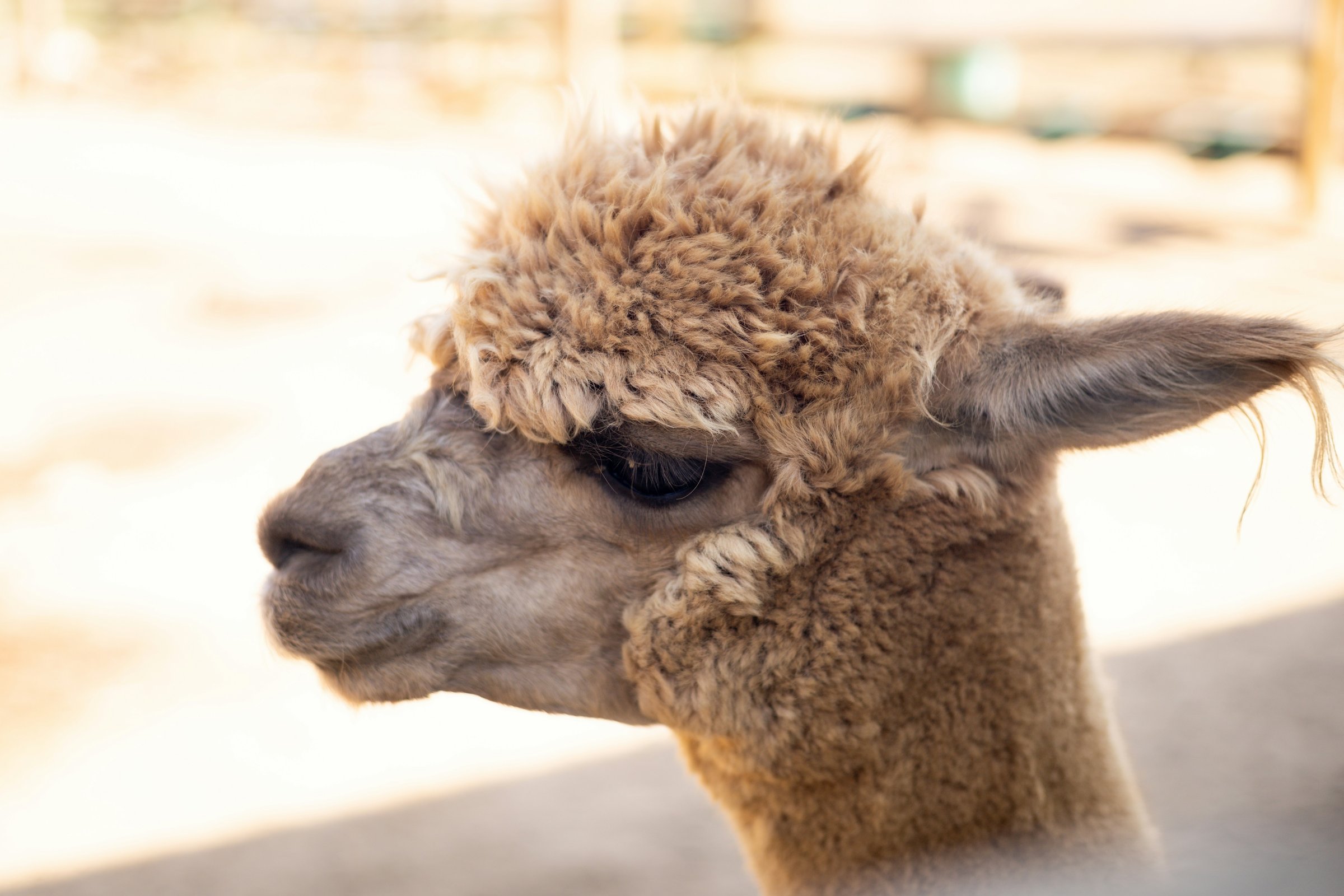 Animal Sanctuary Play