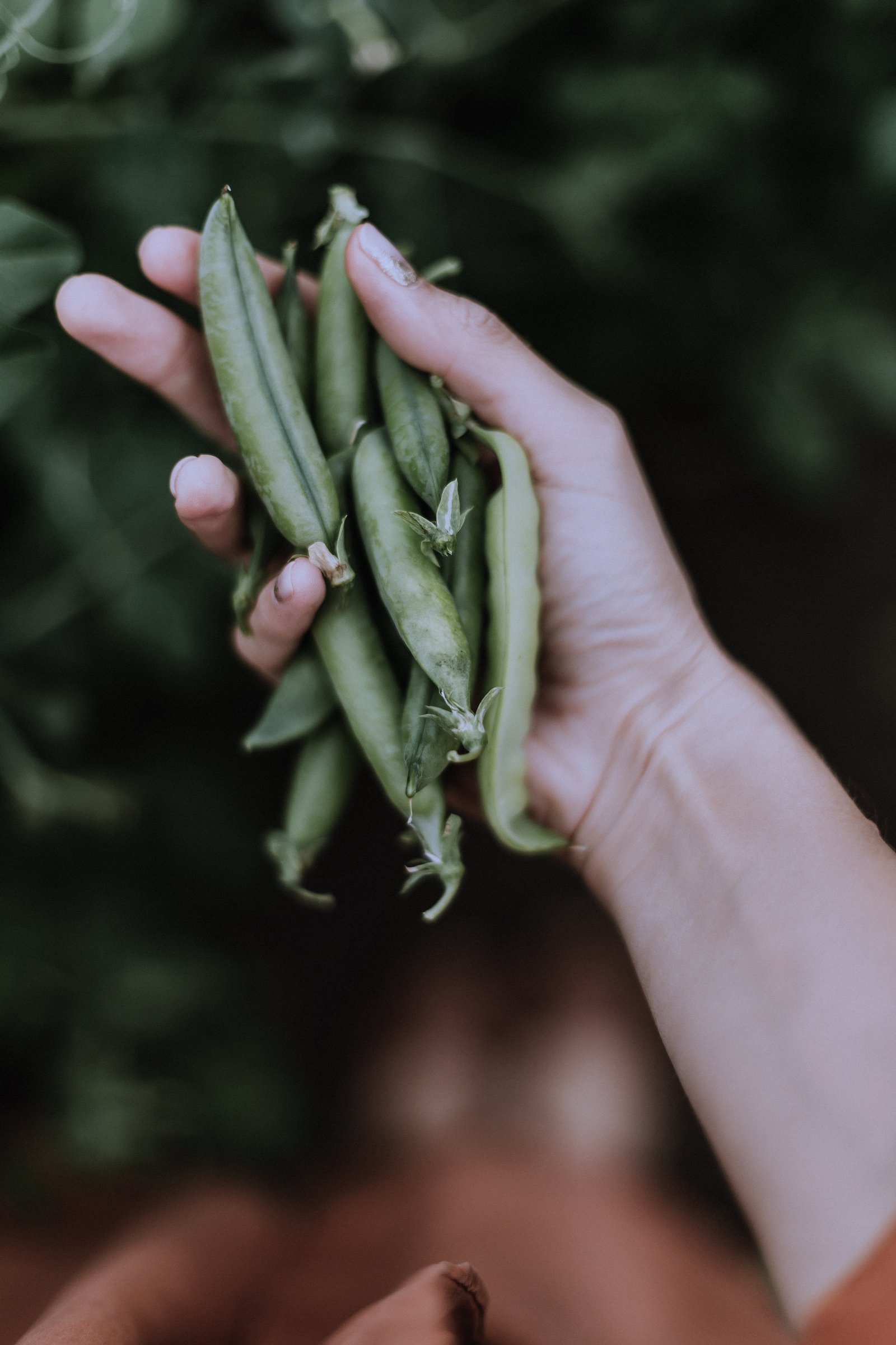 Super Sugar Snap Peas