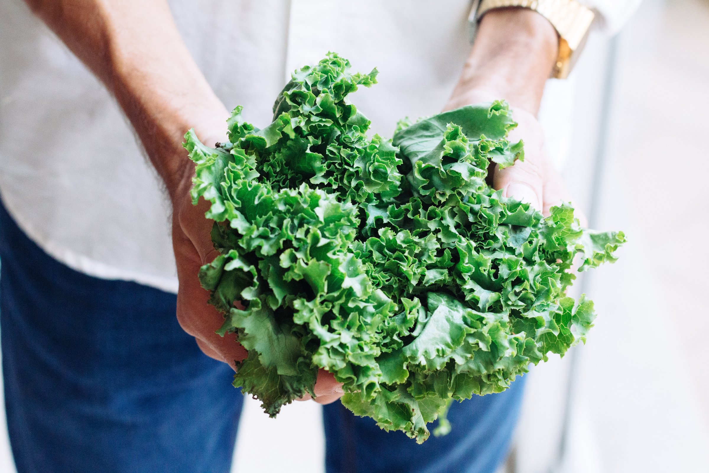 Salanova Green Butterhead Lettuce