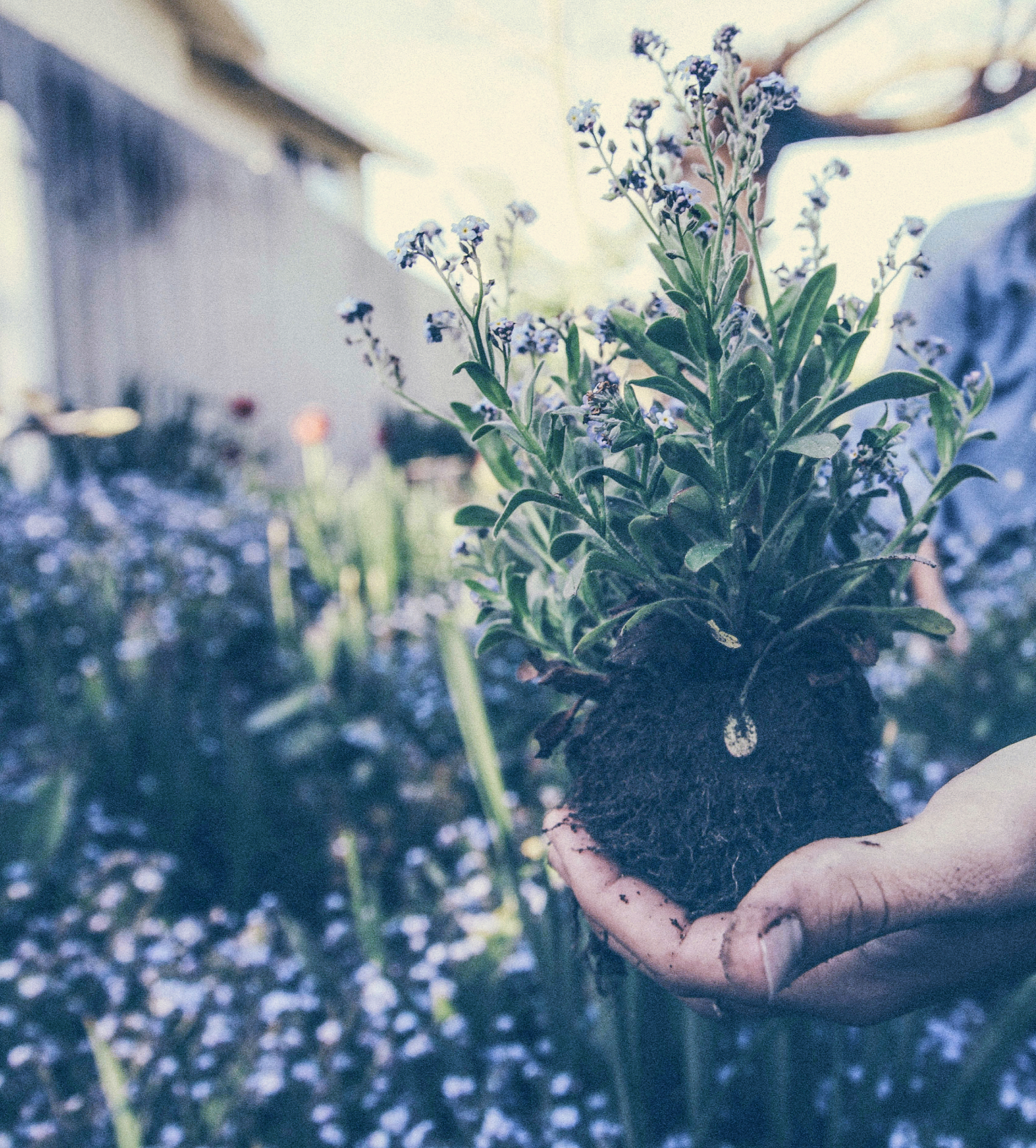 person showing green plant_edited_edited