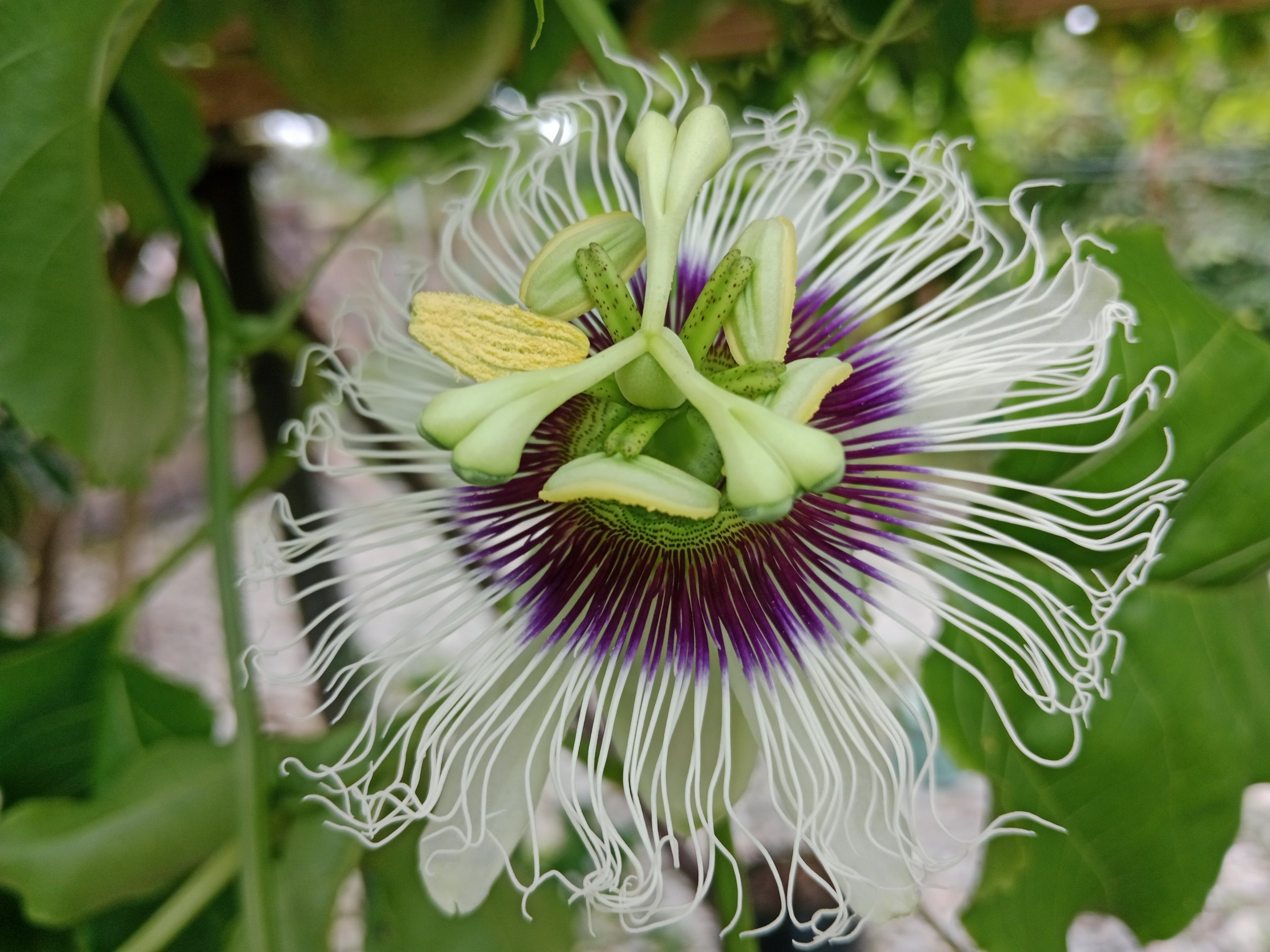 _A close-up photo of the flowers of the passion fruit tree which are white and a very beau