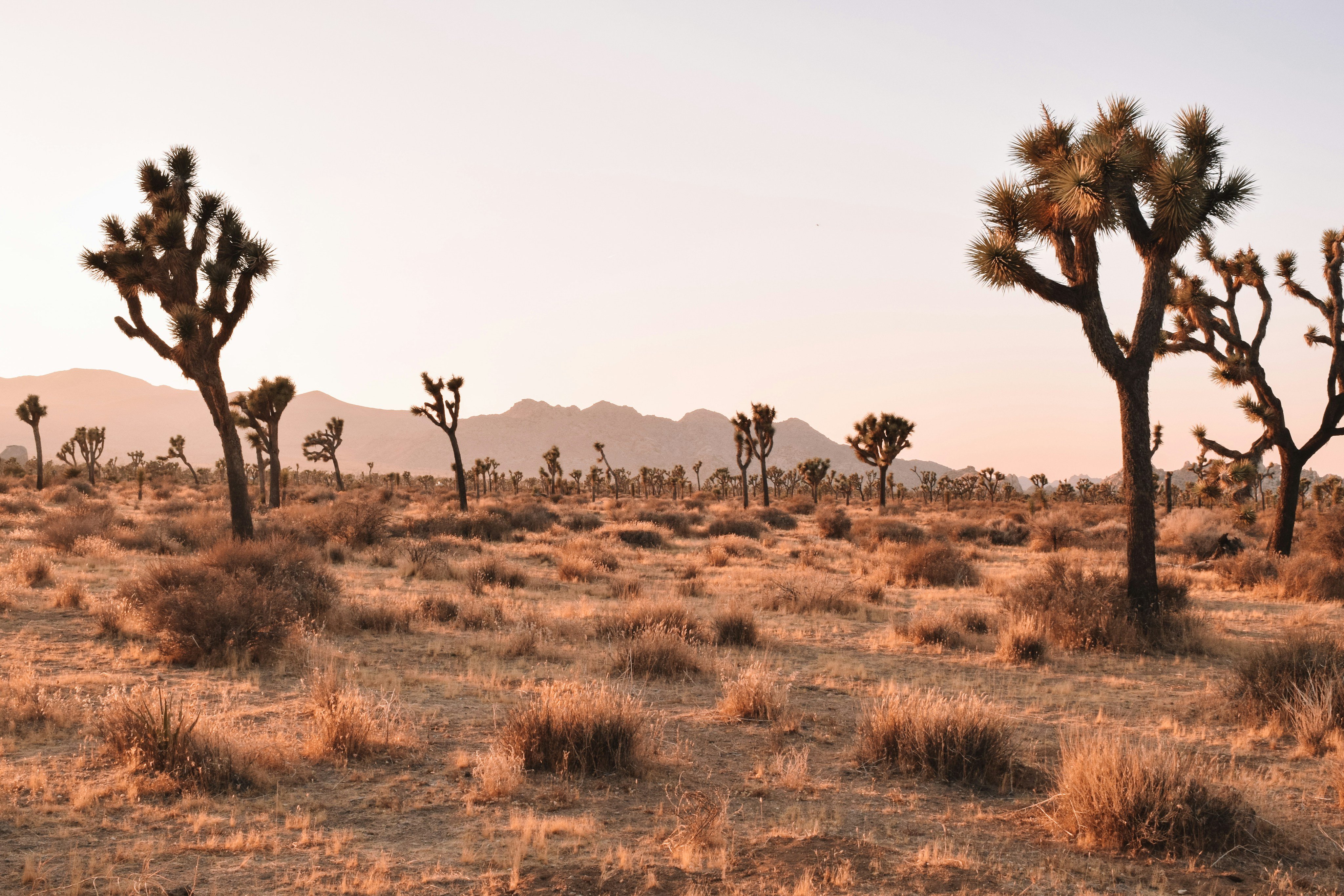 Joshua trees at dusk in the High Desert