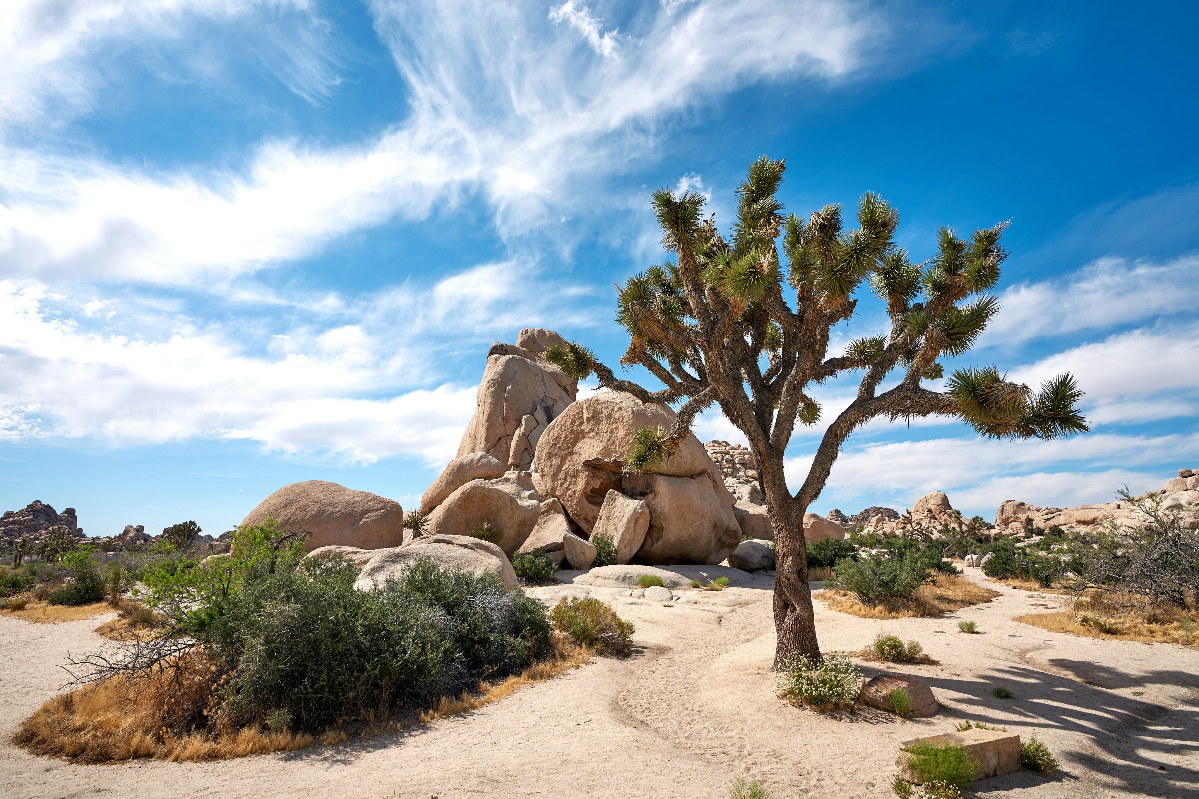 Joshua tree and granite boulders in Joshua Tree National Park