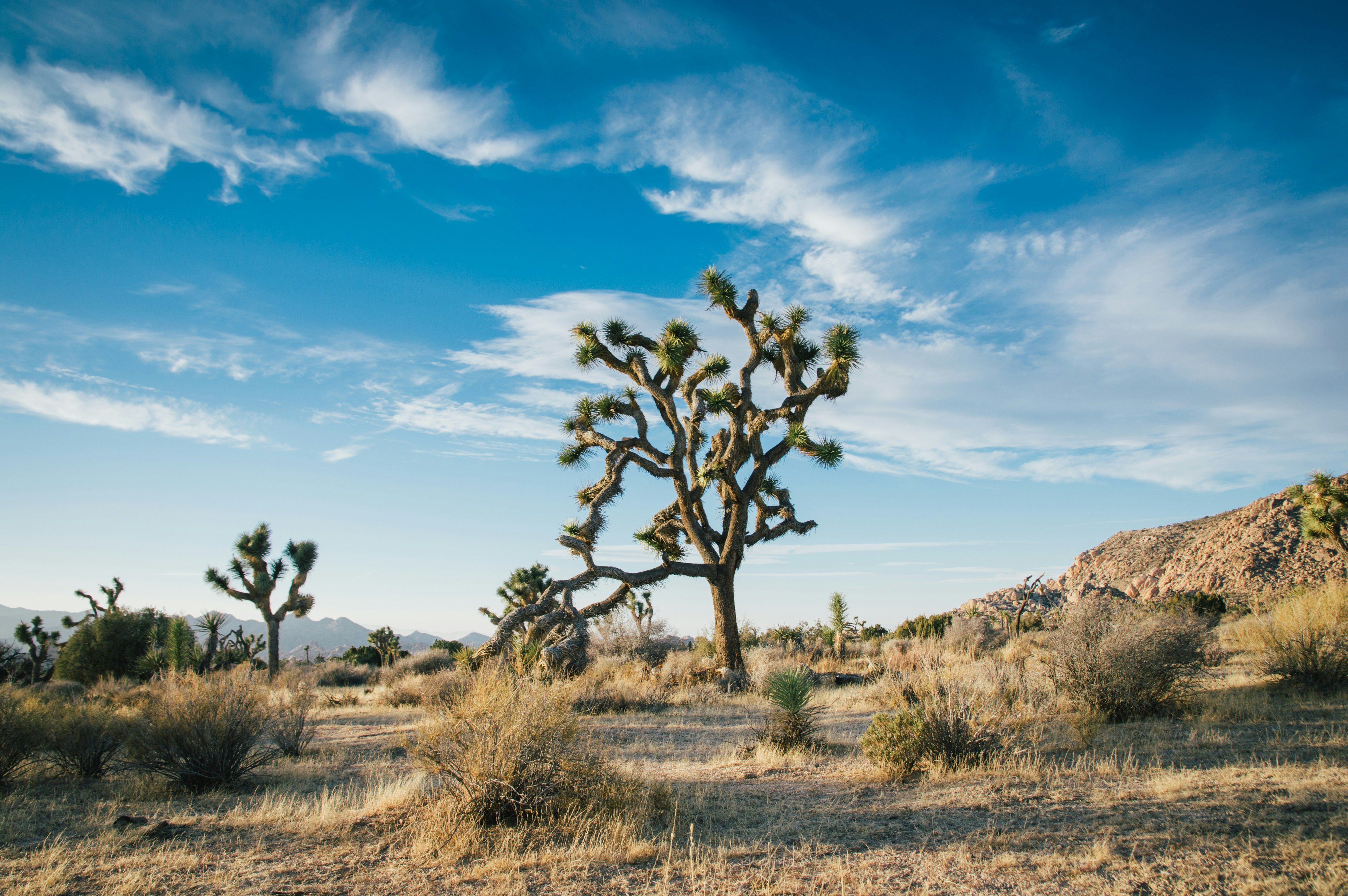 Joshua tree under a wide blue sky in Joshua Tree National Park