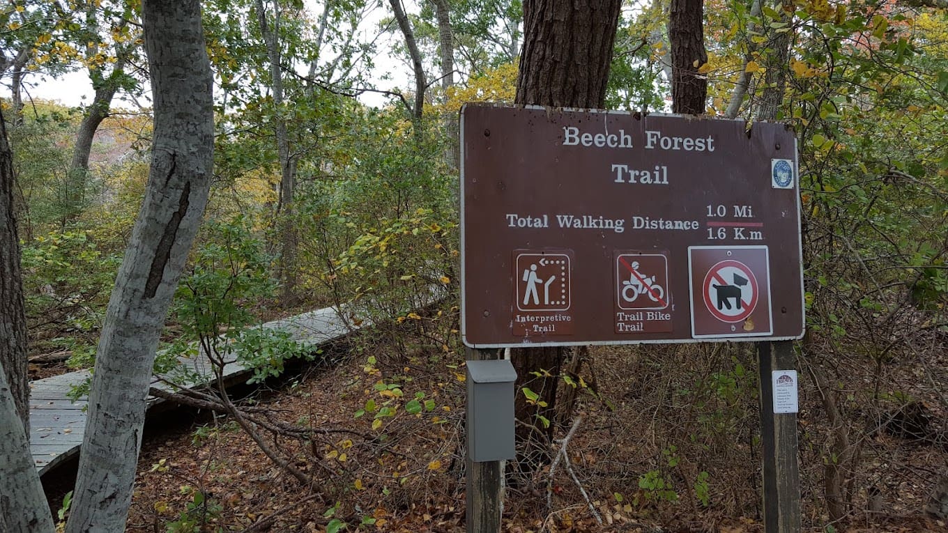 Beech Forest
