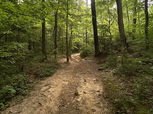 6529555d02fbf9763bdcd9e6 mckamey forest walk trail ocoee tennessee