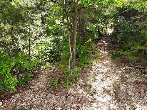 65295403a6e7dac178f68ee5 oswald dome trail via lowery cove trail ocoee tennessee