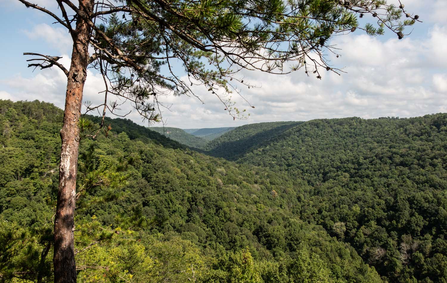 Savage Gulf Natural Area