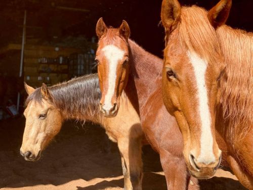 65eb630b2298823e5cb53f84 65297a603dcf62ca0d93fb0e horseriding ocoee tennessee