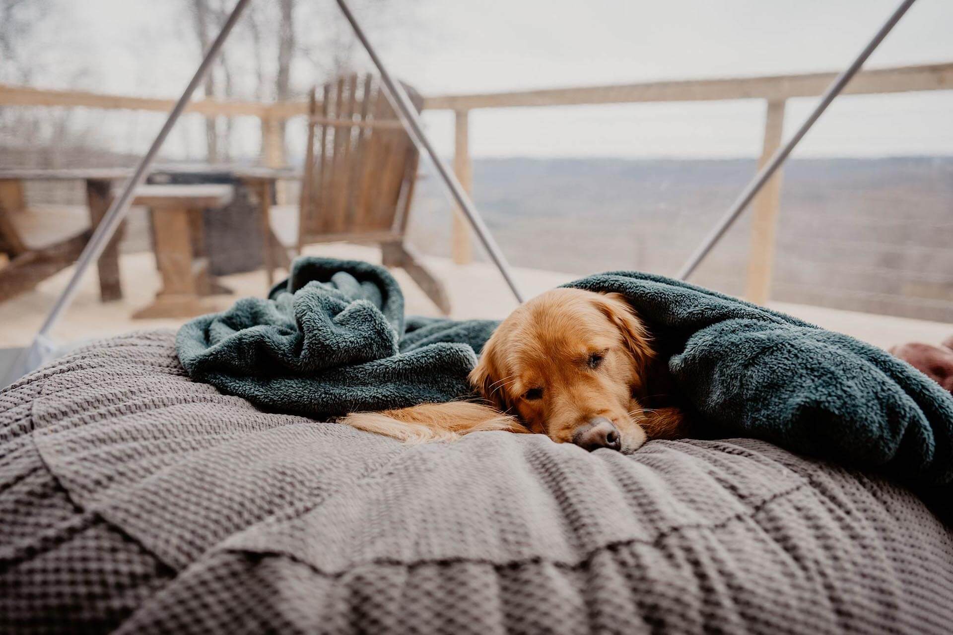 Golden retriever asleep in glamping dome