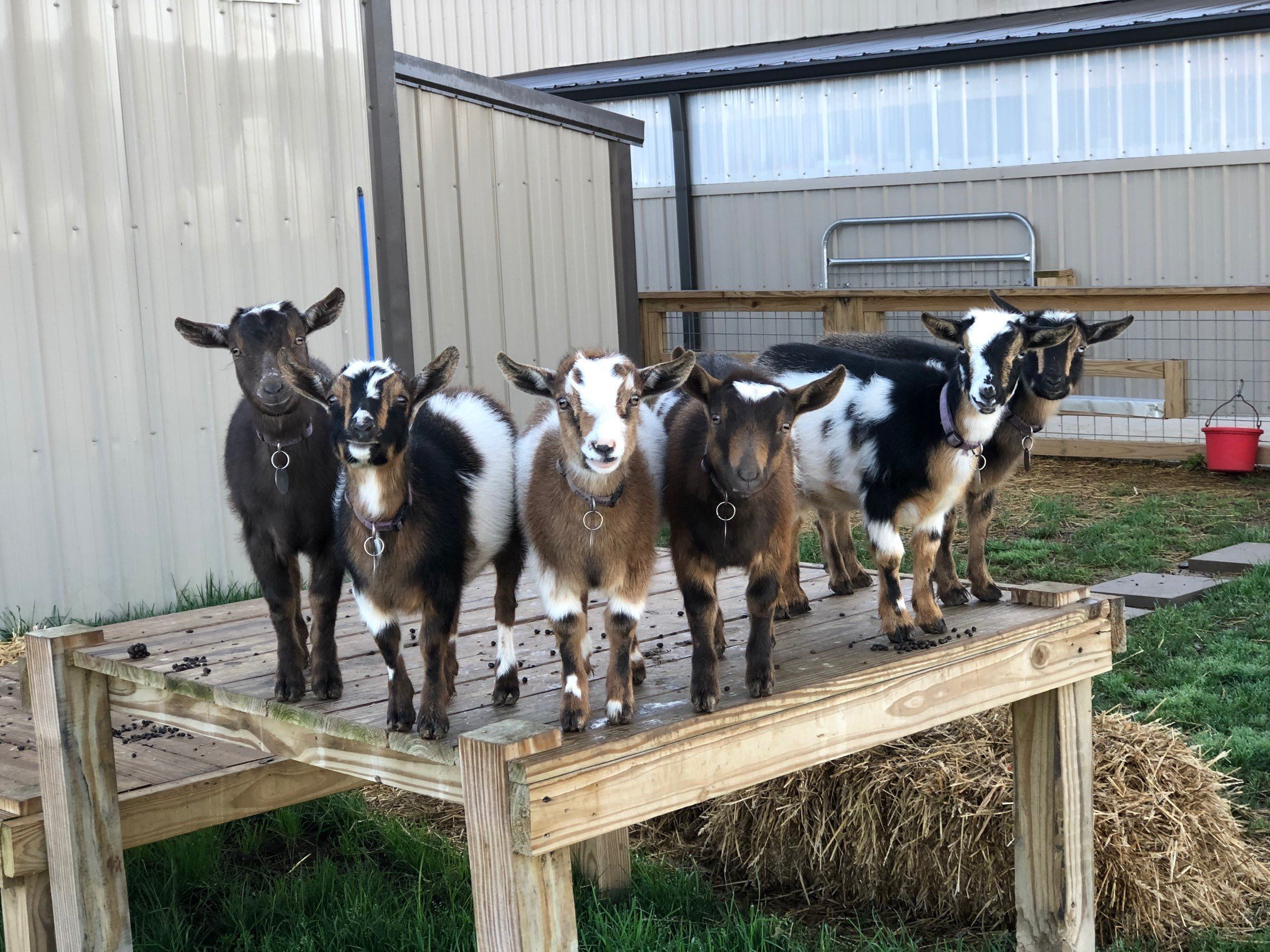 Pygmy goats at Harmony Lane Goat Farm