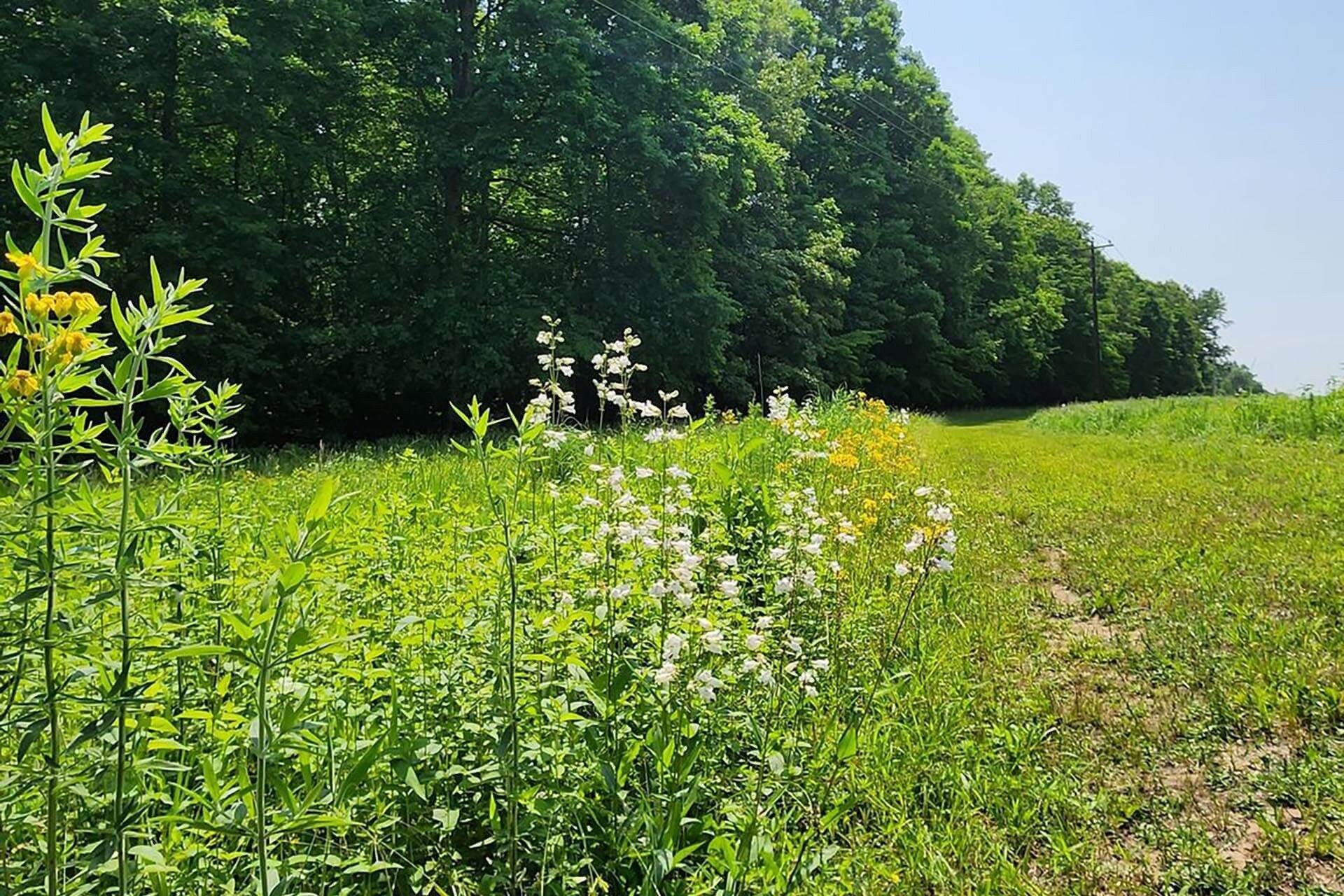 Collins River Nature Trail