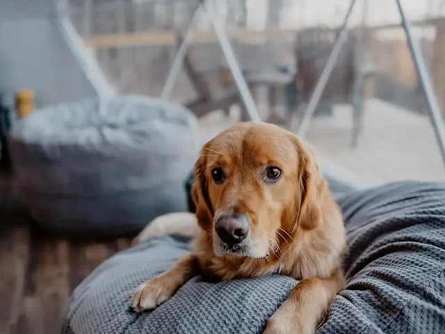 Pets welcome!