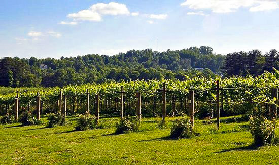 Saint Paul Mountain Vineyards