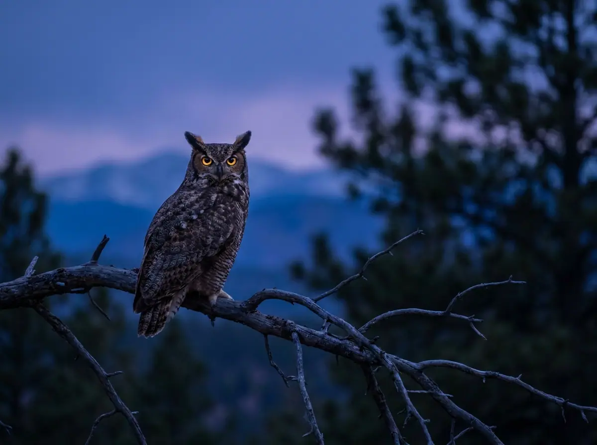 Great horned owl near Evergreen, Colorado
