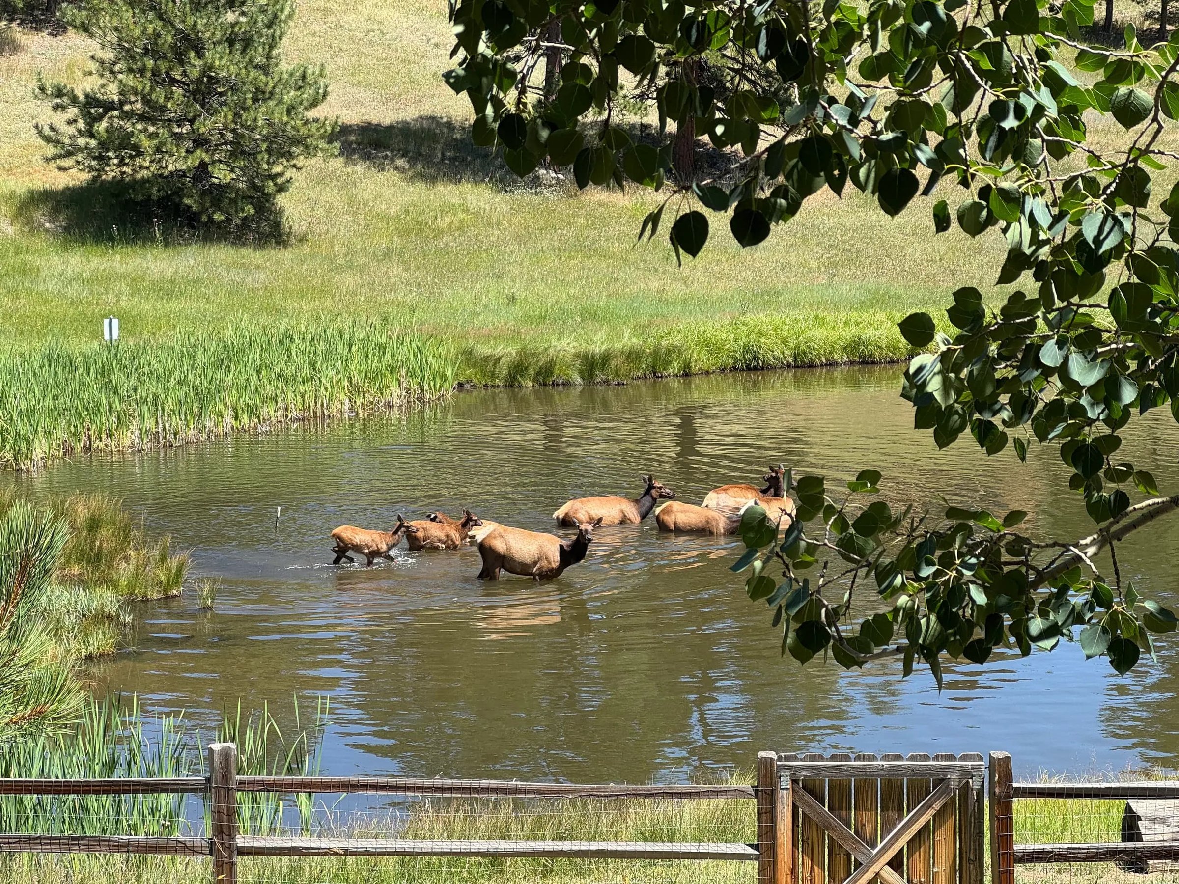 Elk at the pond behind the house