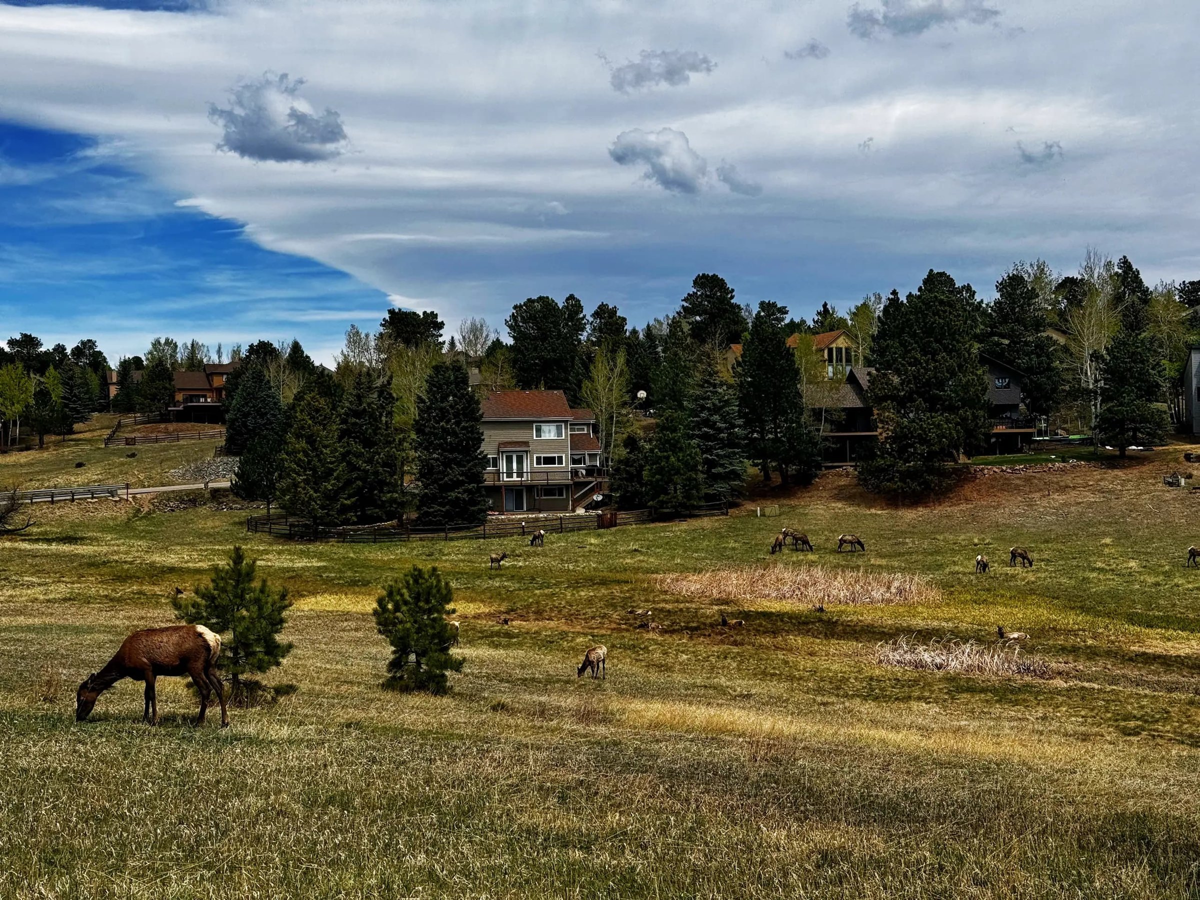 Rocky Mountain elk near Evergreen, Colorado