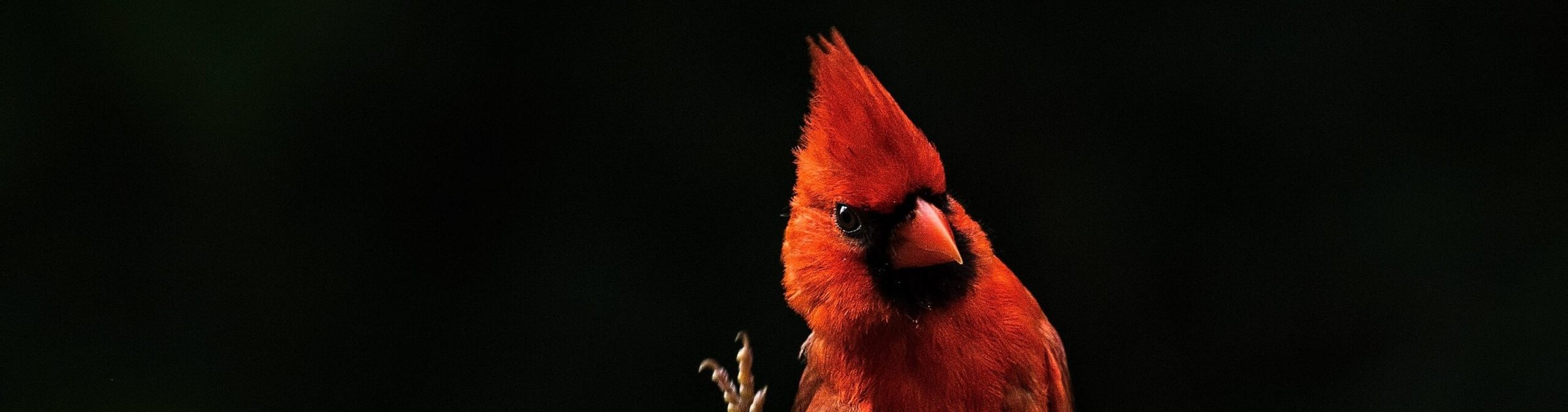 A robin, signalling the start of spring in the Poconos
