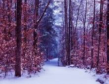 The trees lining a snowy street leading to a Pocono winter getaway