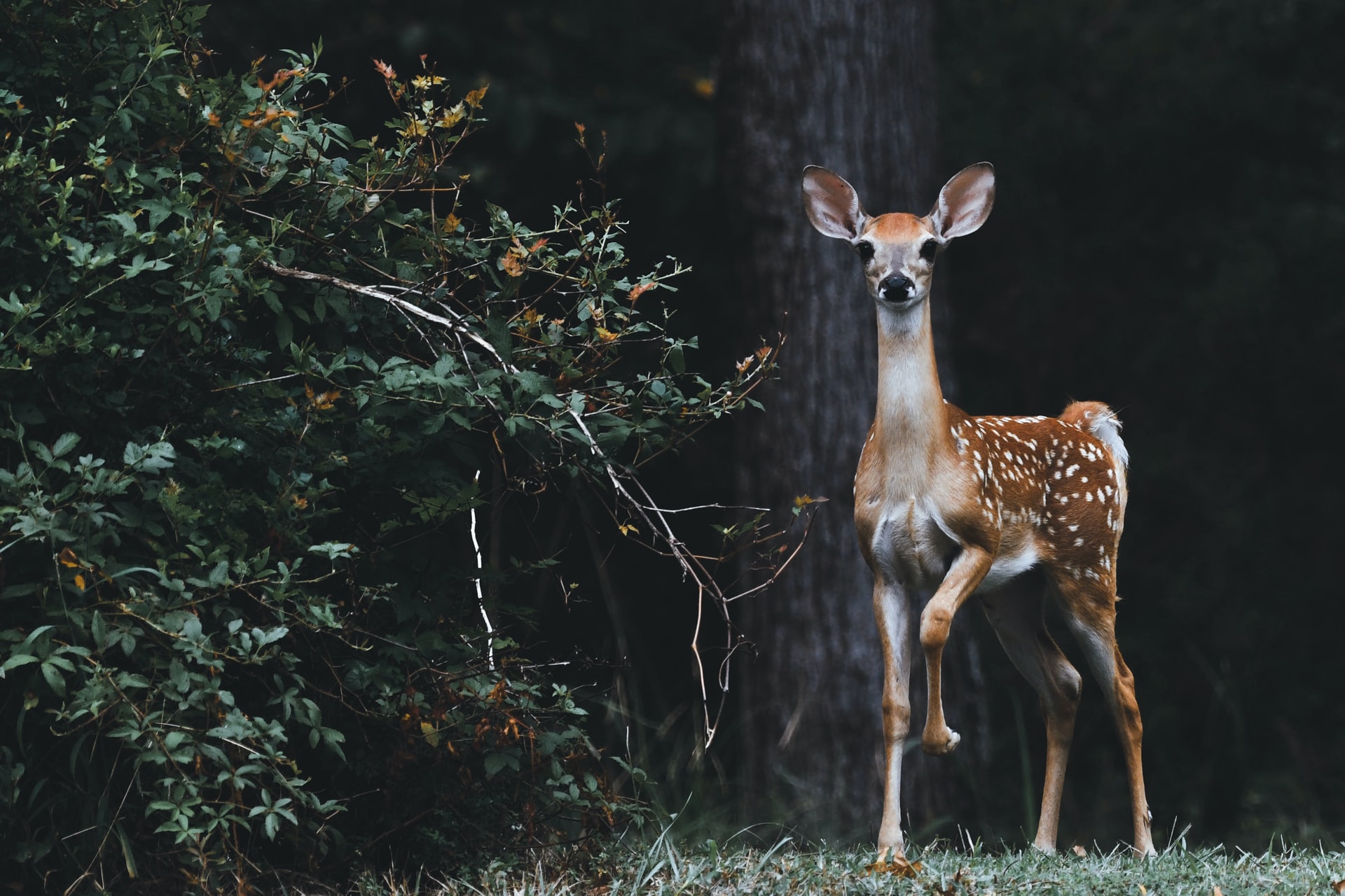 deer fawn by a bush