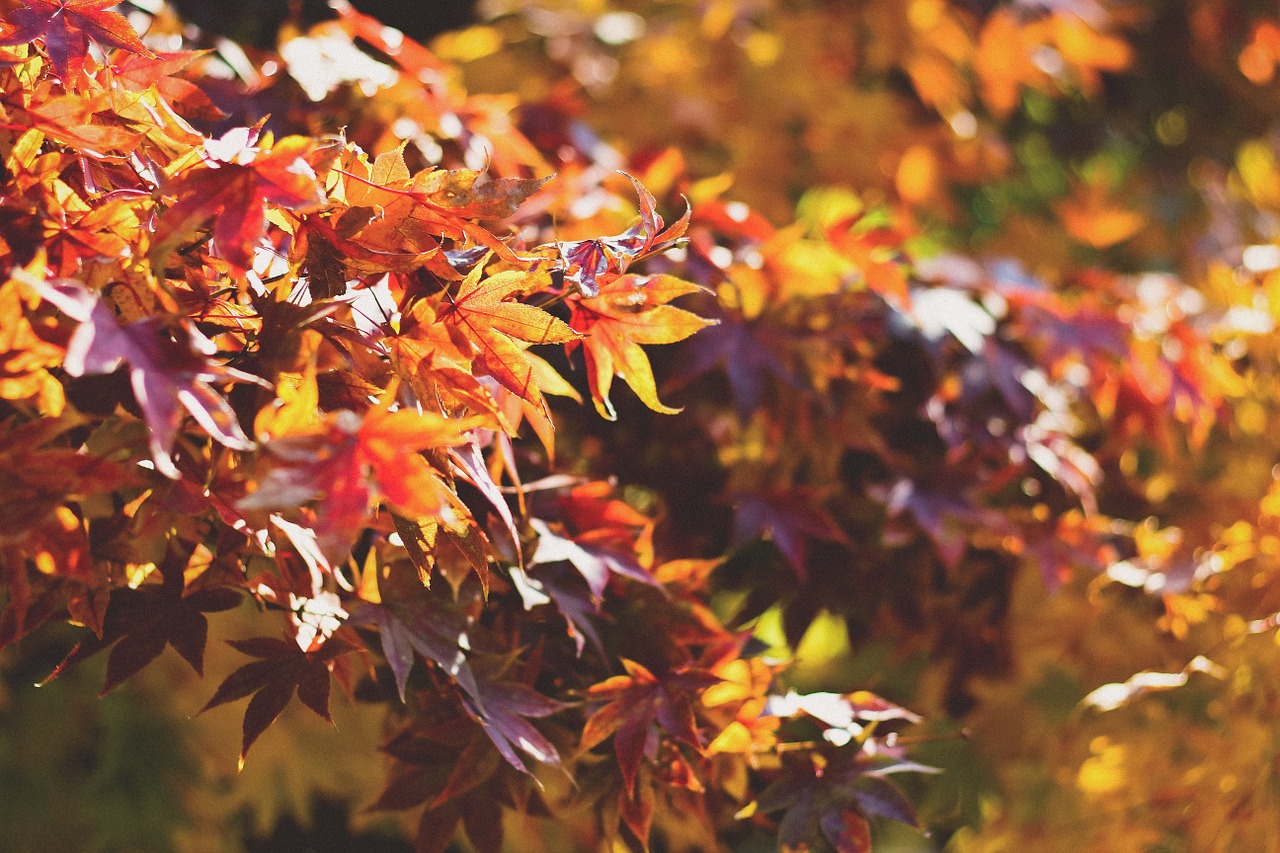 Autumn in the Poconos