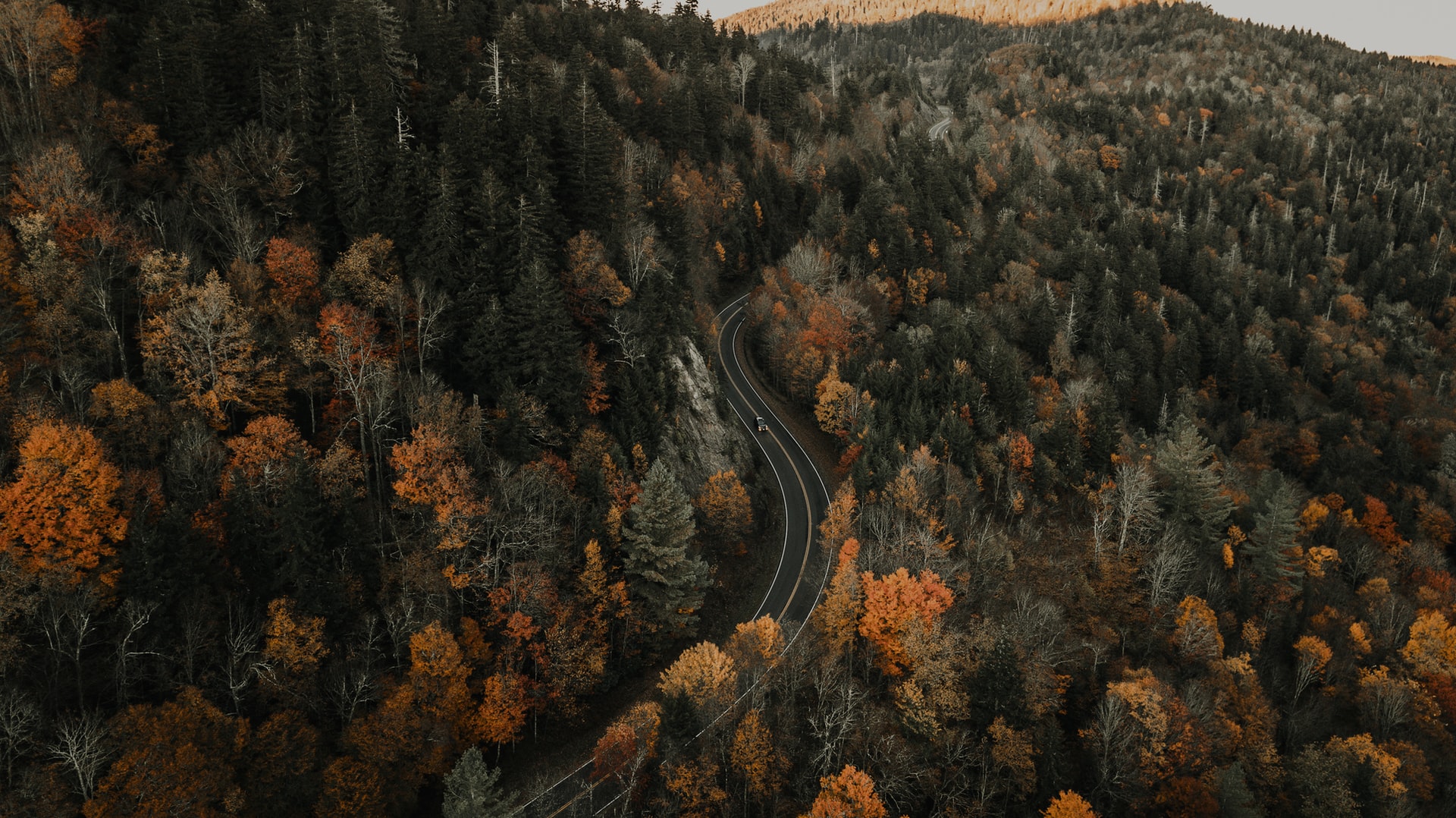 road through a forest