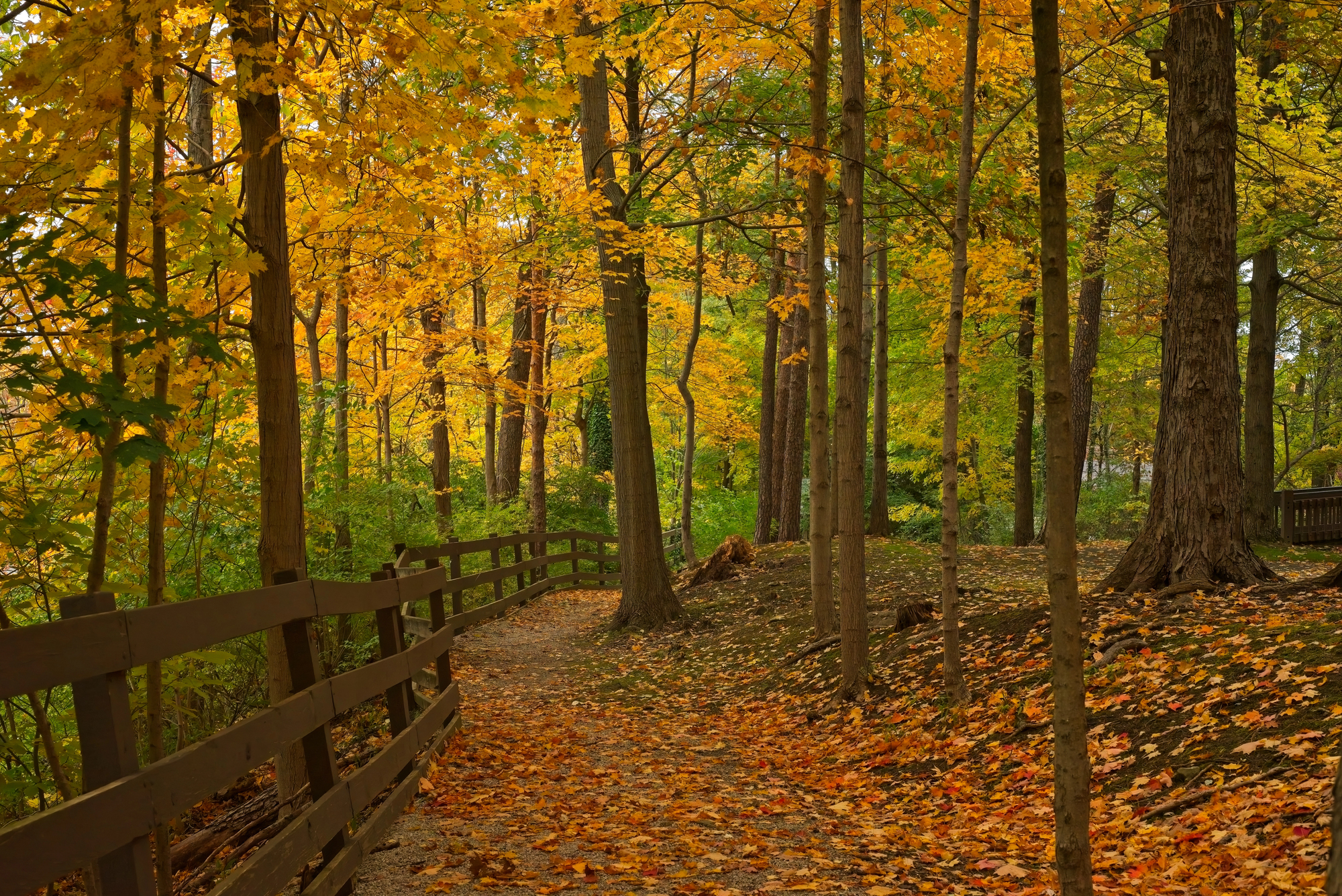 Peak fall foliage near Lake Harmony in the Pocono Mountains