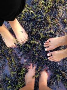 People stomping grapes at the Sorrenti Cherry Valley Vineyards