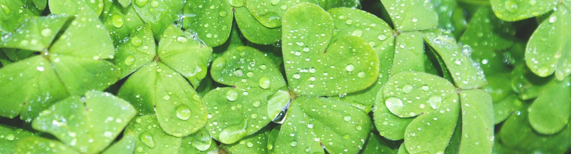 4 Leaf Clovers to celebrate a Poconos St Patrick's Day