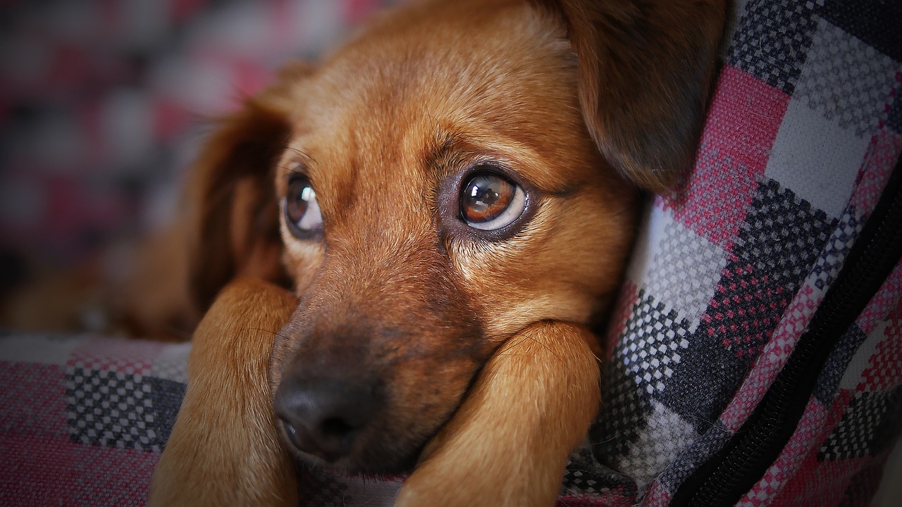 dog in a blanket