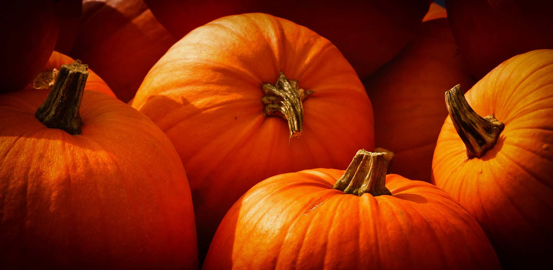 Pumpkins at the The Great Pocono Pumpkin Festival