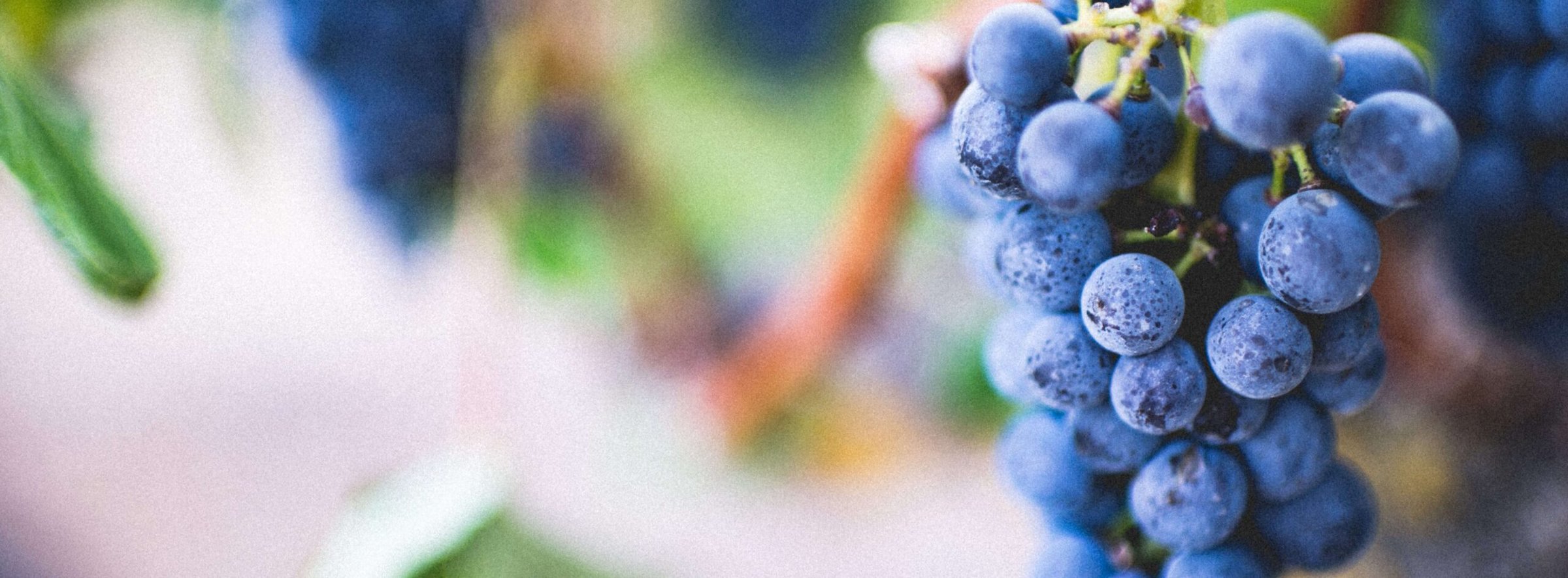 Fresh grapes at a Pocono Wine Tour