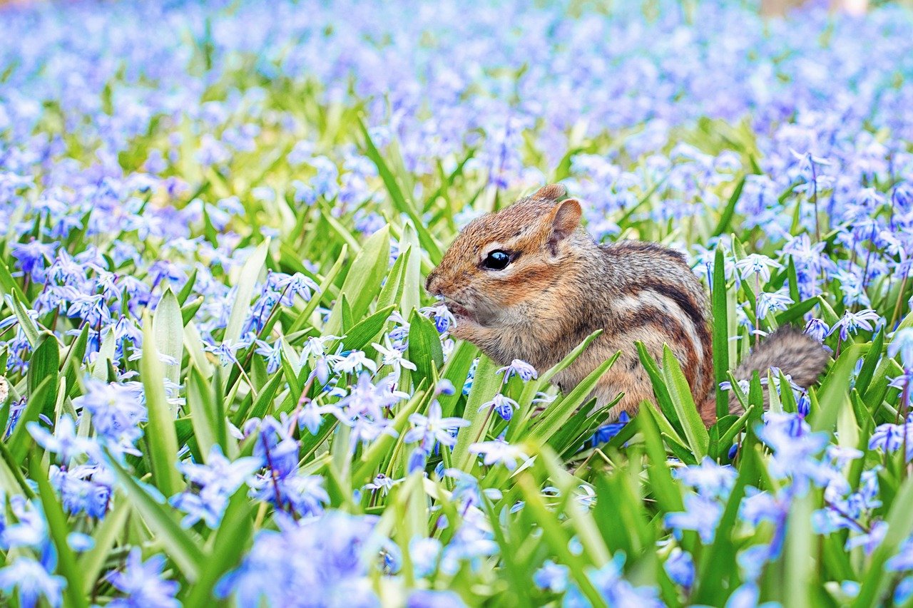chipmunk in flower field