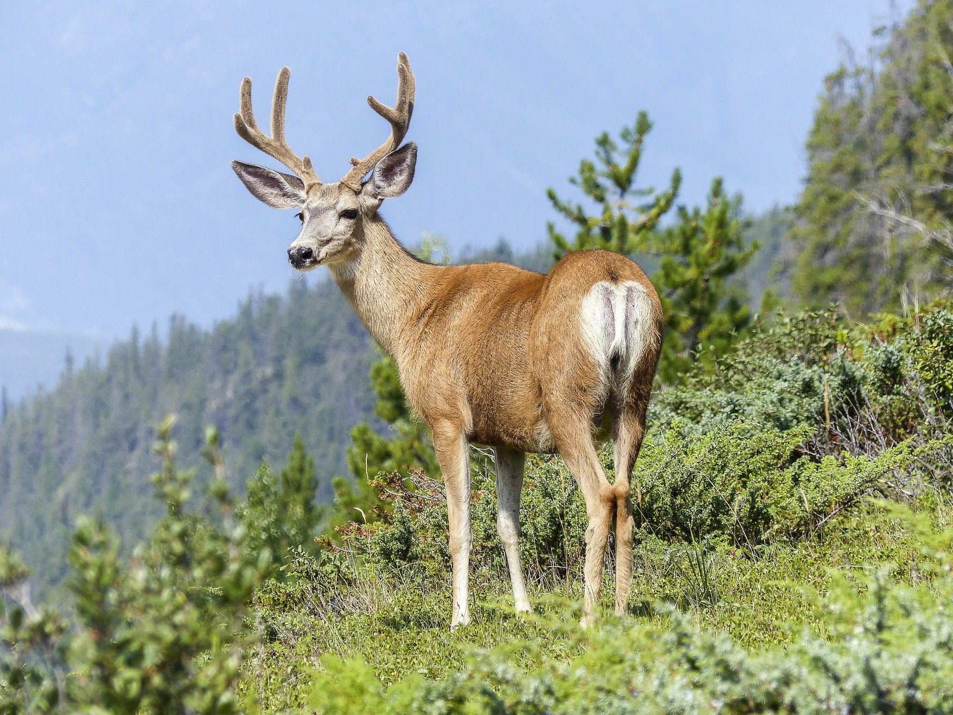 Top 5 Wildlife Watching Spots