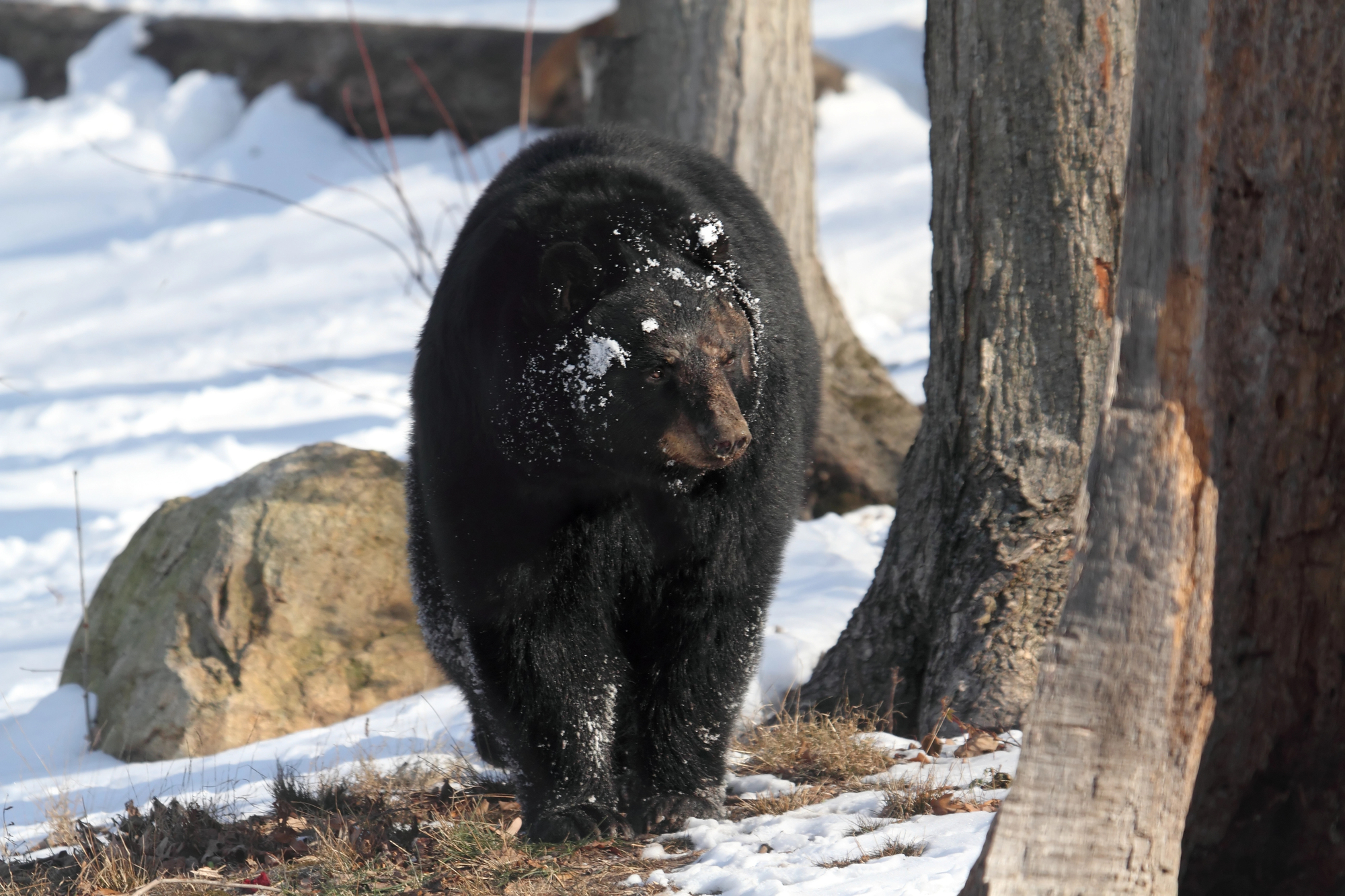 pocono wildlife near lake harmony
