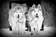 The cute boys of dog sledding in the poconos