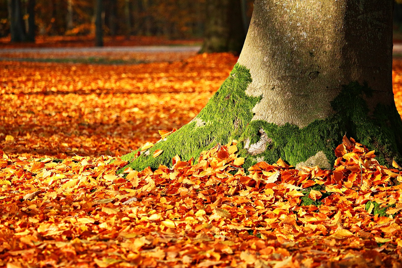 Pocono Mountains Fall