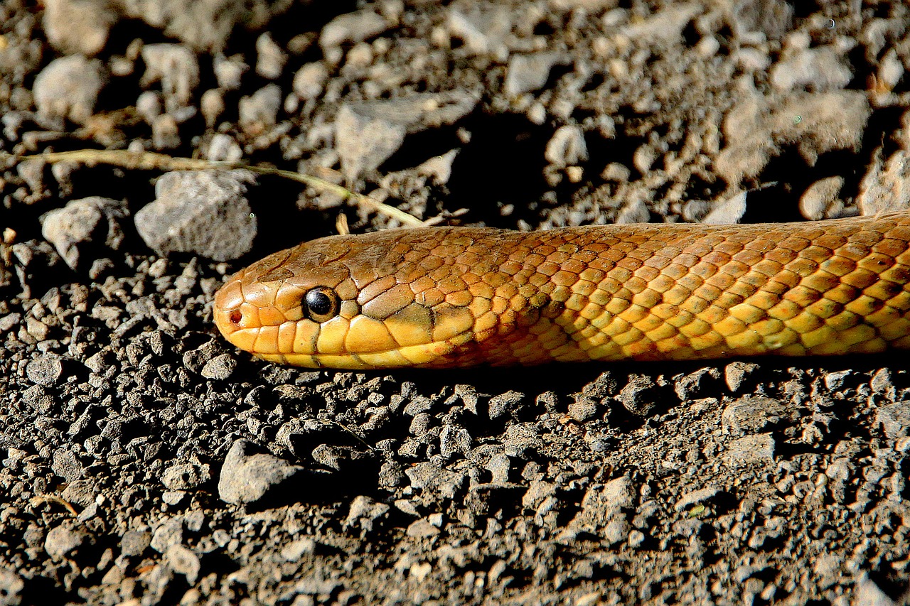 A beautiful snake at the Pocono Snake and Animal Farm