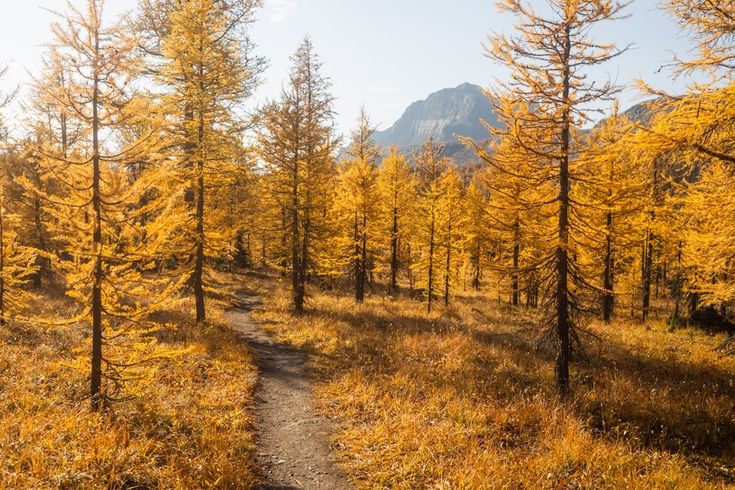 Best Fall Larch Hikes in the Canadian Rockies