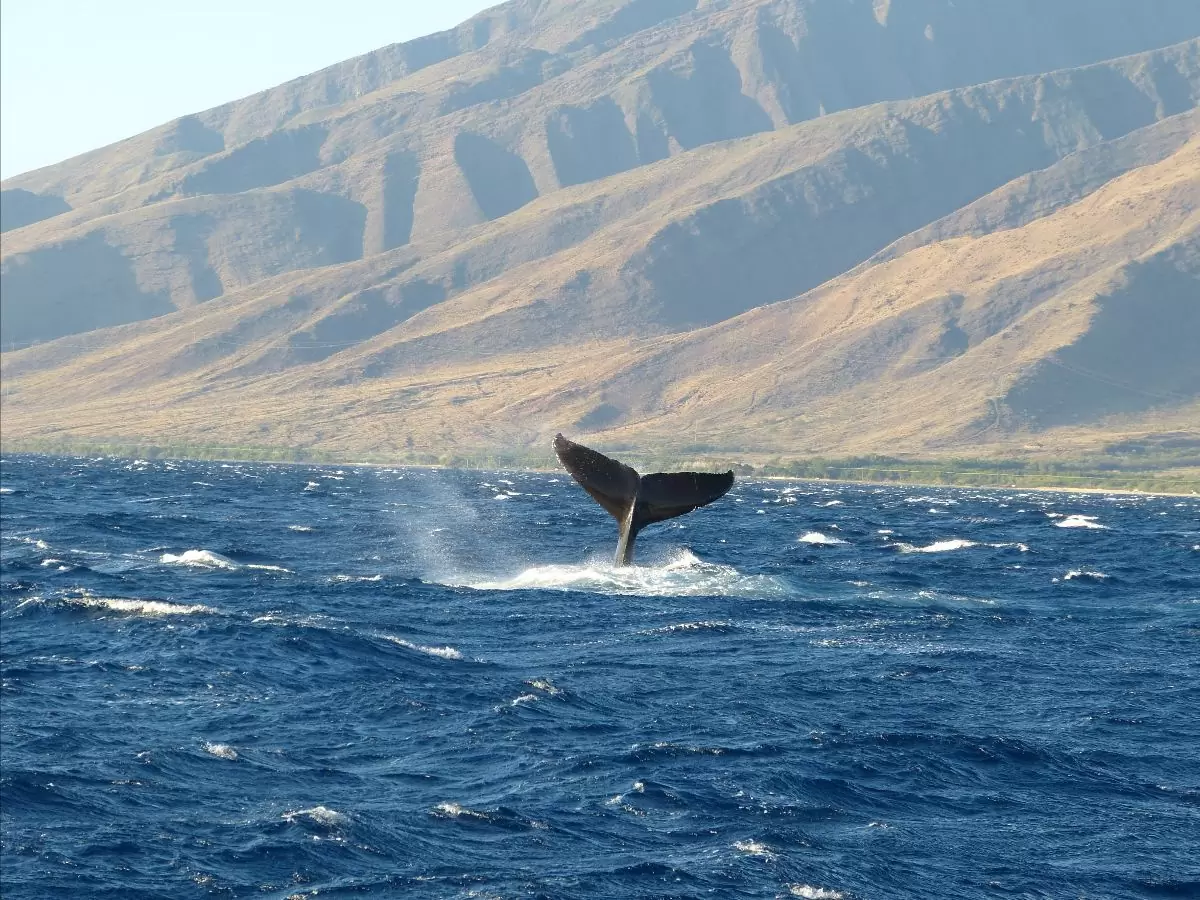 Whale Watching on Maui - James Brennan Molokai Hawaii