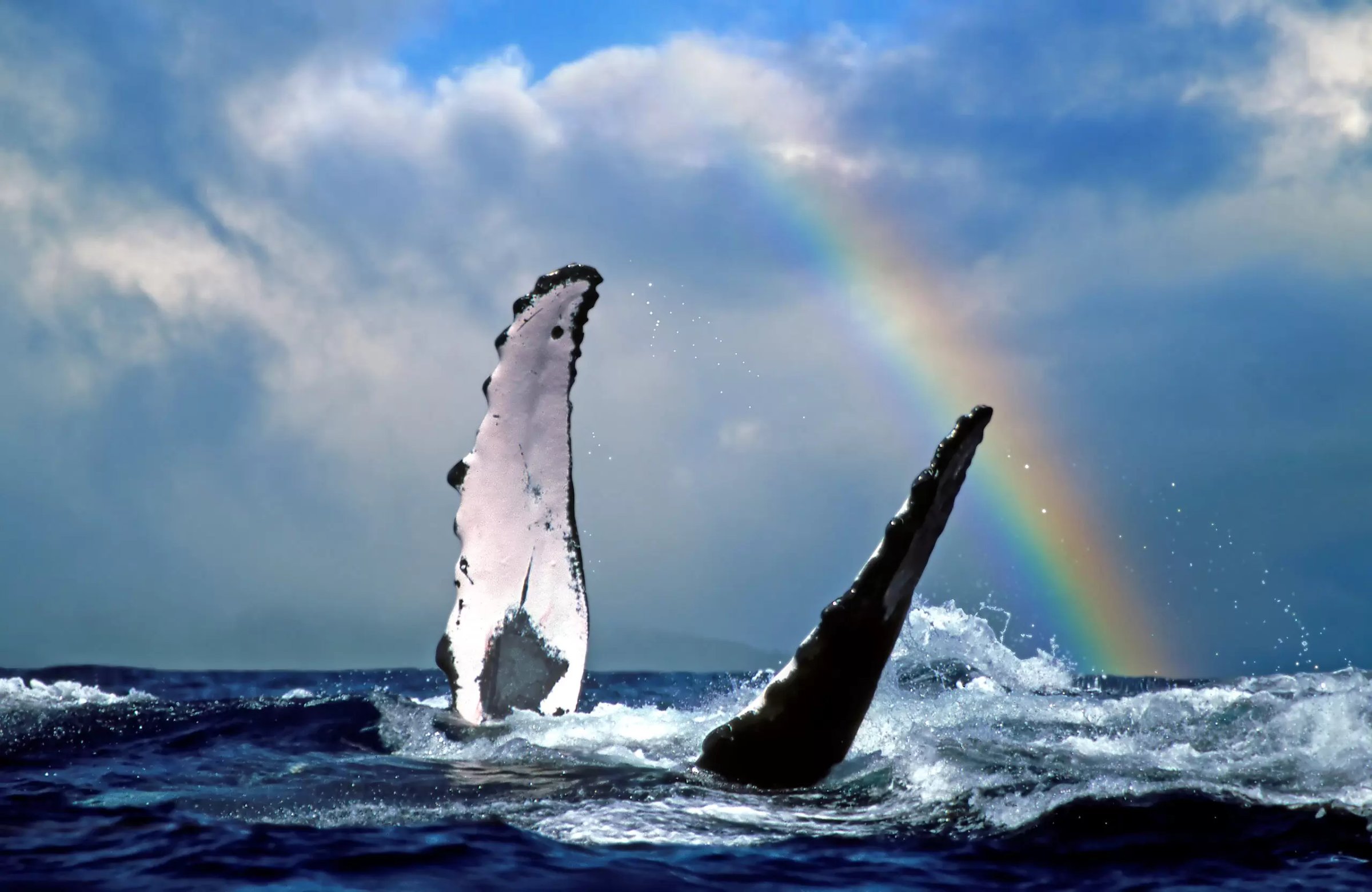 Whale Rainbow