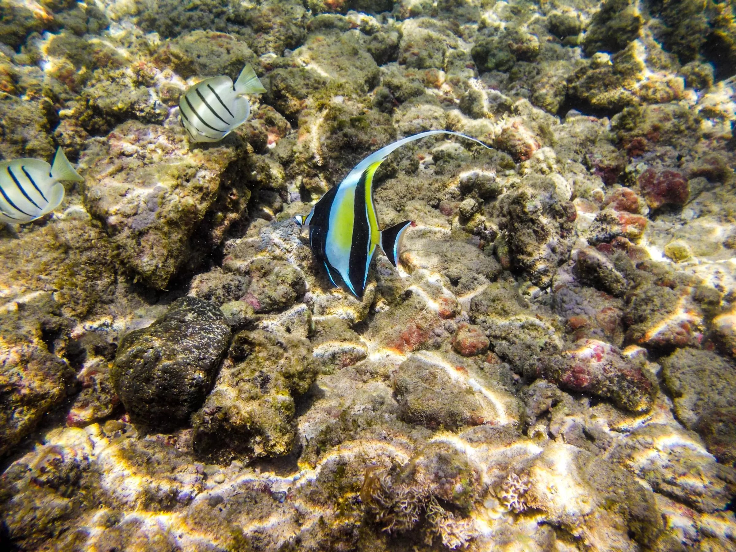 Kauai Underwater / Snorkeling