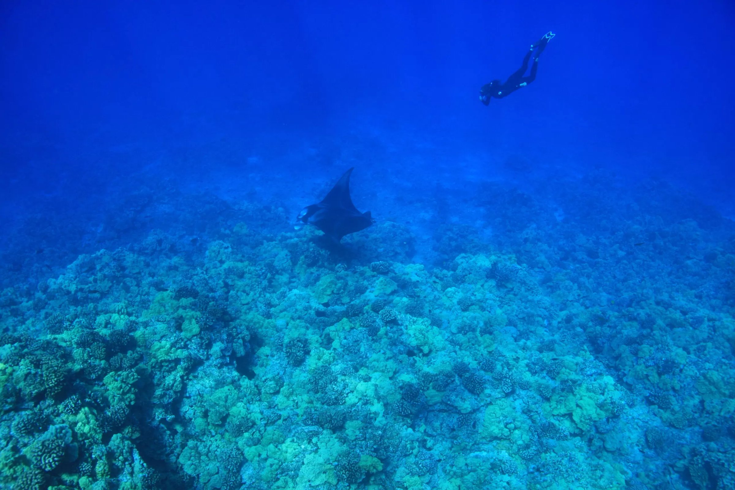 Manta Ray Diving in Hawaii