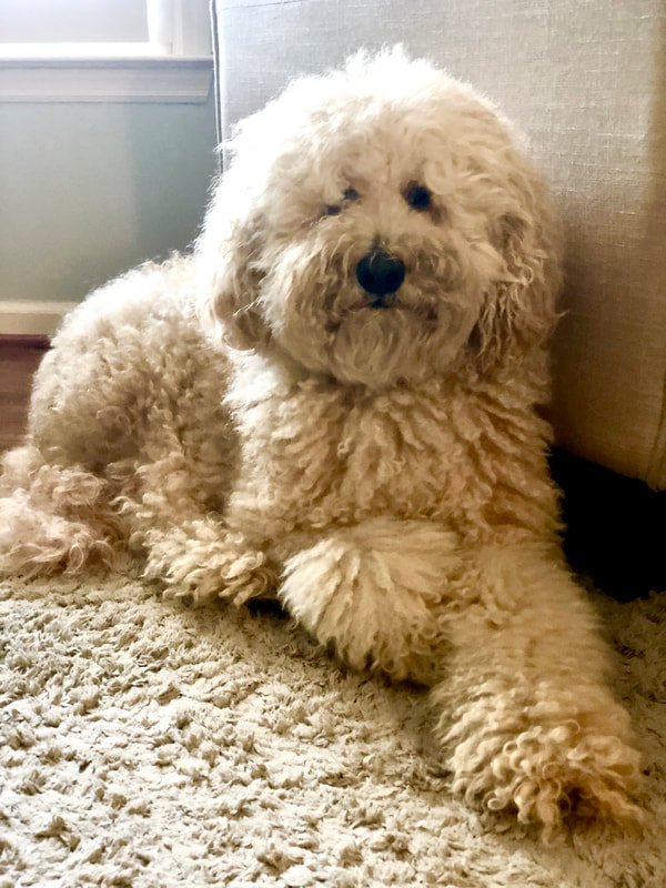 Beckon Homes dog-friendly Nashville rental