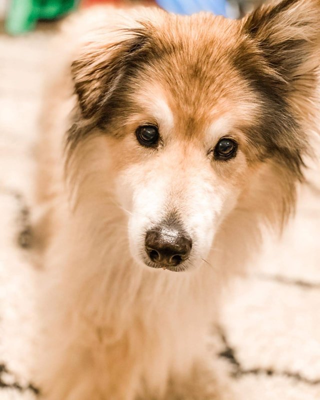 Beckon Homes pet-friendly rental interior