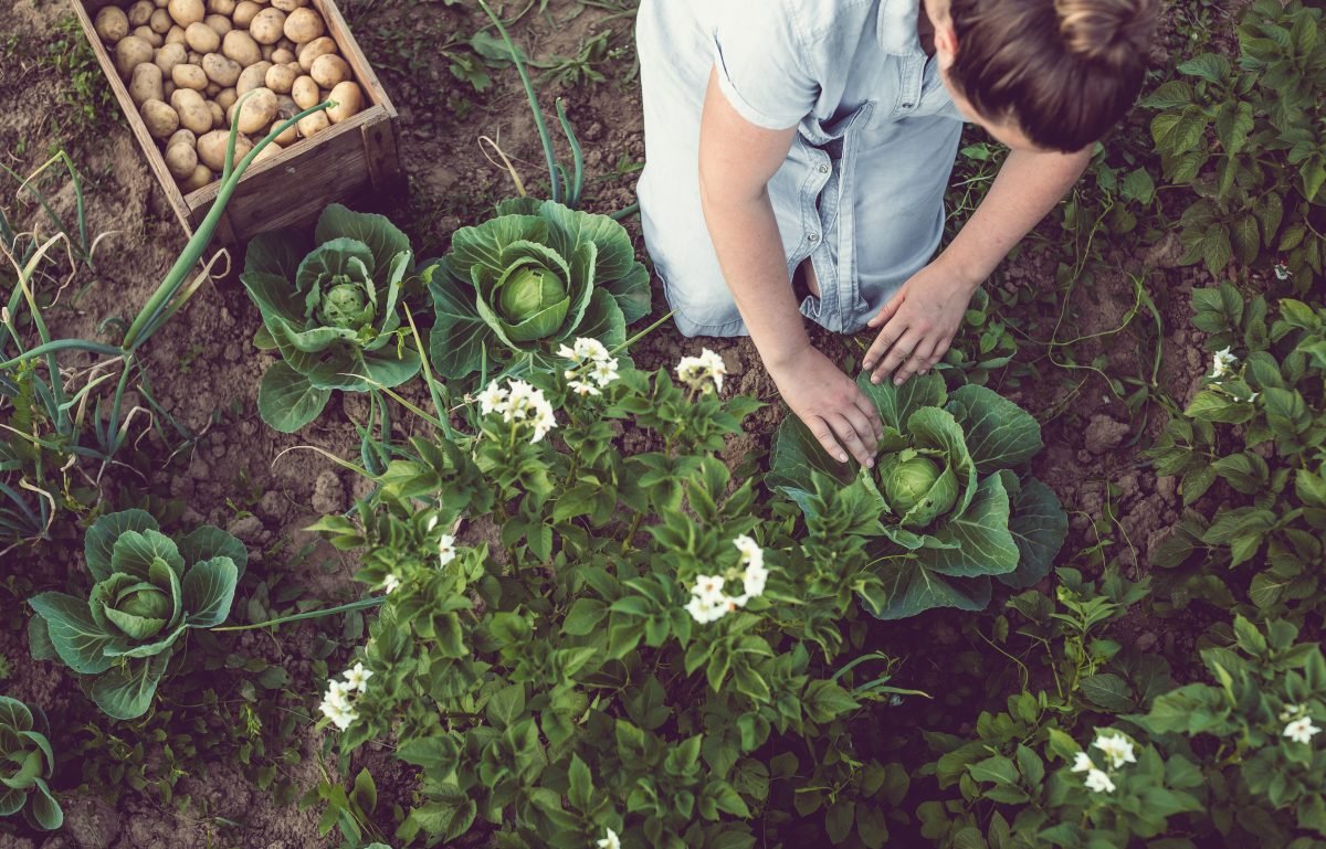 Gardening and soil preparation for fall