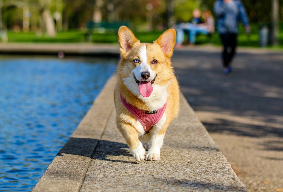 Products to keep a vacation rental pet-free
