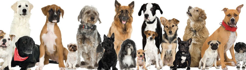 Nashville Humane Association and East CAN dog adoption