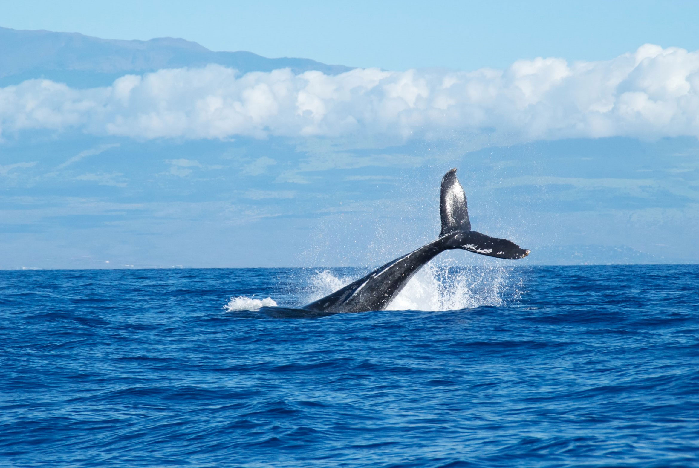 Hyannis Whale Watcher Cruises