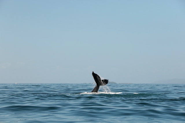 Provincetown Whale Watch